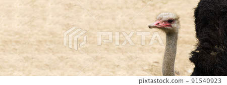 Portrait of a ostrich close-up. Ostrich head Struthio camelus. panoramashoot for banner Portrait of a ostrich close-up. Ostrich head Struthio camelus. panoramashoot for banner 91540923