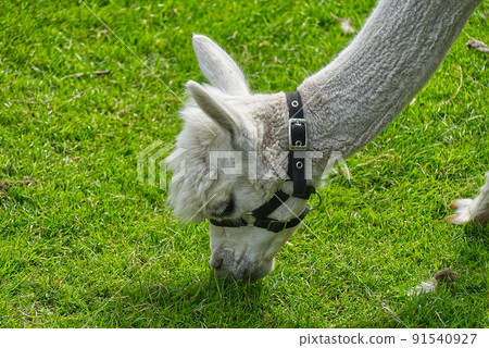 white cute alpaca in a green grass field on a sunny summer day. white cute alpaca in a green grass field on a sunny summer day. 91540927