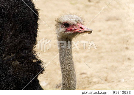 Portrait of a ostrich close-up. Ostrich head Struthio camelus. Portrait of a ostrich close-up. Ostrich head Struthio camelus. 91540928