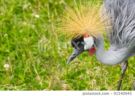 grey crowned crane or balearica regulorum gibericeps. African crowned crane - Uganda national bird. Golden crested crane - on green blured background. 91540945
