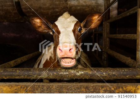 Funny and happy cute baby calf, funny photo great for use with wow memes. Funny shootof wondering orange calf in farm. 2021 91540953