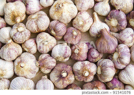 White garlic pile texture. Fresh garlic on market table selective focus. Vitamin healthy food spices. Spicy. Pile of white garlic heads. 91541076