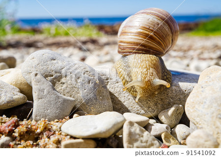 White snail close up on the rocky shore of the baltic sea. Lymnaea stagnalis. 91541092
