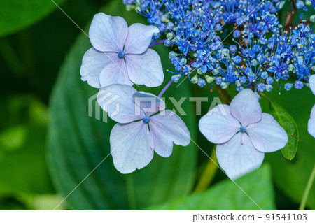 Hakari hydrangea Hakari hydrangea 91541103