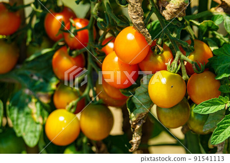 菜園裡的迷你西紅柿 91541113
