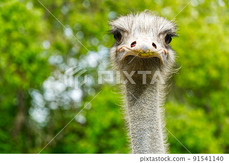 Portrait of Ostrich looking to camera. Straus head on blured green background. Portrait of Ostrich looking to camera. Straus head on blured green background. 91541140