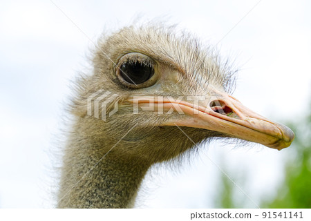 Portrait of Ostrich looking to camera. Straus head on blured green background. Portrait of Ostrich looking to camera. Straus head on blured green background. 91541141