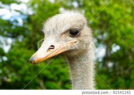 Portrait of Ostrich looking to camera. Straus head on blured green background. 91541142