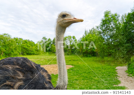 close up ostrich on green golf field. Strauss walking in nature, on green grass. close up ostrich on green golf field. Strauss walking in nature, on green grass. 91541143