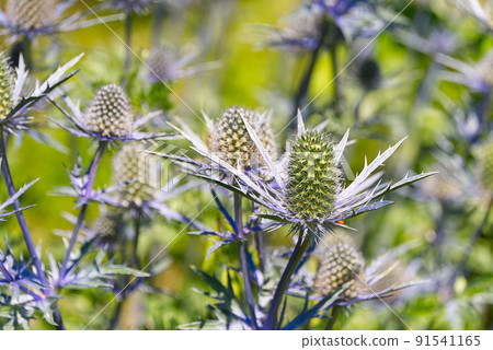 Flower - queen of the alps eryngium alpinum. close up. selective focus. 91541165