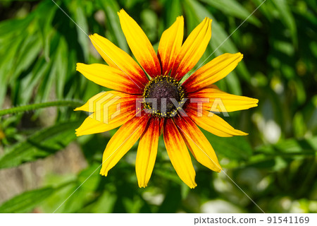 Campfire Rudbeckia, close up. Rudbeckia hirta, black-eyed rudbeckia, Bold golden perennial. 91541169