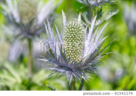 Flower - queen of the alps eryngium alpinum. close up. selective focus. 91541174