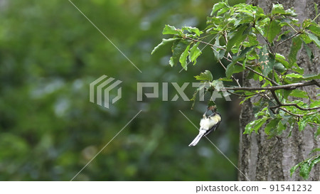 Great tit chick Great tit chick 91541232