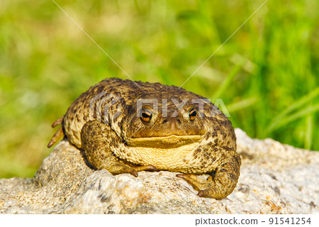 Common Toad sitting on granit stone, Bufo Bufo close-up. Common Toad sitting on granit stone, Bufo Bufo close-up. 91541254