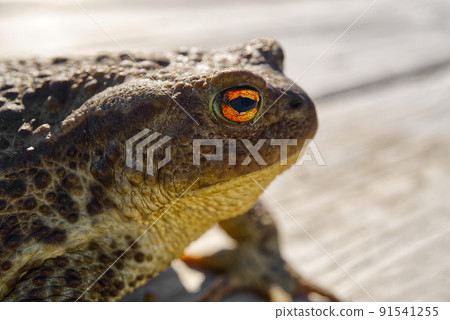 Common Toad sitting on old wooden table, Bufo Bufo close-up. Common Toad sitting on old wooden table, Bufo Bufo close-up. 91541255