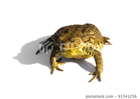 Common toad or European toad, Bufo bufo, isolated on white background. Common toad or European toad, Bufo bufo, isolated on white background. 91541256