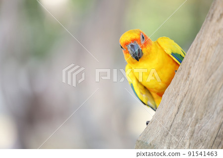 The mini parrot bird on stick tree The mini parrot bird on stick tree 91541463