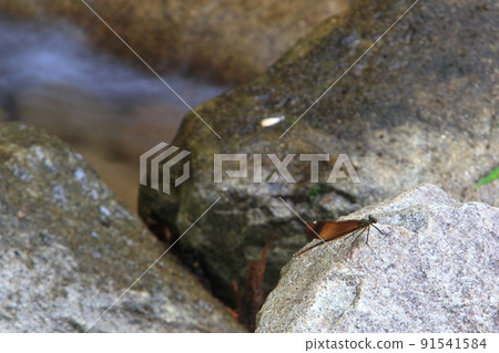 Miyamakawa dragonfly inhabiting a clear stream 91541584