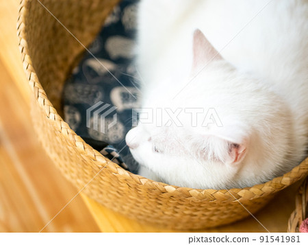 Portrait of a cat in cafe. Portrait of a cat in cafe. 91541981