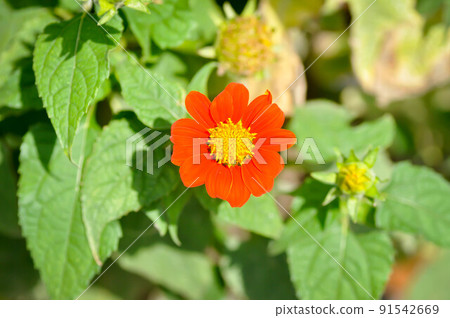 Zinnia violacea Cav, Z violacea or Plantae, Asteraceae or Magnoliopsida or Zinnia violacea Zinnia violacea Cav, Z violacea or Plantae, Asteraceae or Magnoliopsida or Zinnia violacea 91542669