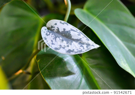 Satin Pothos, Silver hilodendron or Scindapsus pictus Hassk or Argyreus. 91542671