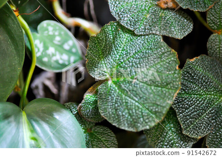 Begonia or Begonia Non Stop Mocca or Begonia maculata ,Begonia Maculata Wightii 91542672