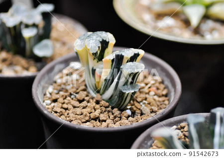Haworthia ,Haworthia truncata or cactus or bicolor Haworthia 91542673