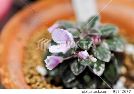 Begonia or Begonia Non Stop Mocca or Begonia maculata ,Begonia Maculata Wightii plant and begonia flower 91542677