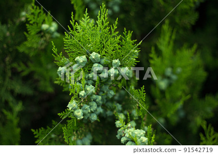 Close up thuja branch with many little green cones on blur background. Arborvitae green branches 91542719