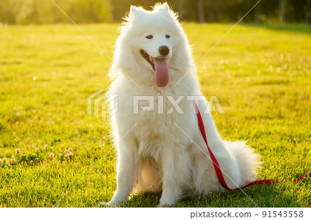 white fluffy cute samoyed tongue dog in the summer park sunset rays field background dog grooming white fluffy cute samoyed tongue dog in the summer park sunset rays field background dog grooming 91543558
