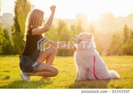 beautiful curly blonde smiling happy woman in denim shorts are sitting at glass and training a white fluffy cute samoyed dog in the summer park sunset rays field background . pet and hostess beautiful curly blonde smiling happy woman in denim shorts are sitting at glass and training a white fluffy cute samoyed dog in the summer park sunset rays field background . pet and hostess 91543597