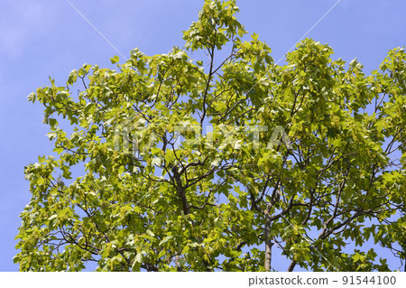 Common sycamore Common sycamore 91544100