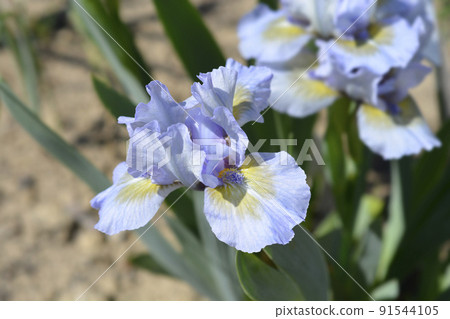 Standard Dwarf Bearded Iris Green Oasis Standard Dwarf Bearded Iris Green Oasis 91544105