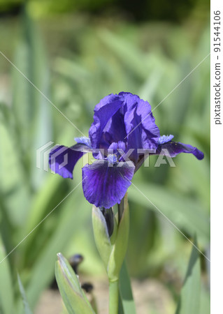 Standard Dwarf Bearded Iris Brannigan 91544106
