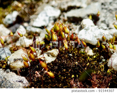 Maebara Magoke Maebara Magoke 91544307