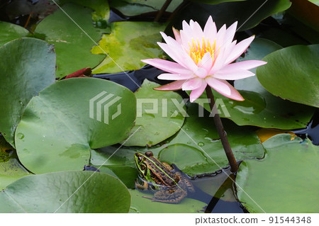 Tokyo Daruma frog and water lily flowers 91544348