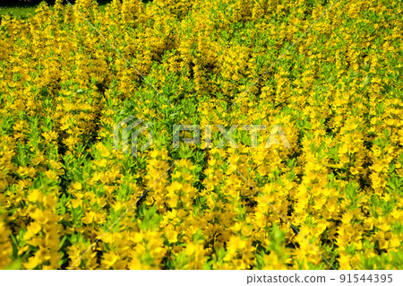 Lysimachia punctata, the dotted loosestrife, large yellow loosestrife, circle flower, or spotted loosestrife, is a flowering plant species in the family Primulaceae. Selective focus Lysimachia punctata, the dotted loosestrife, large yellow loosestrife, circle flower, or spotted loosestrife, is a flowering plant species in the family Primulaceae. Selective focus 91544395