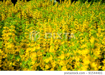 Lysimachia punctata, the dotted loosestrife, large yellow loosestrife, circle flower, or spotted loosestrife, is a flowering plant species in the family Primulaceae. Selective focus Lysimachia punctata, the dotted loosestrife, large yellow loosestrife, circle flower, or spotted loosestrife, is a flowering plant species in the family Primulaceae. Selective focus 91544401
