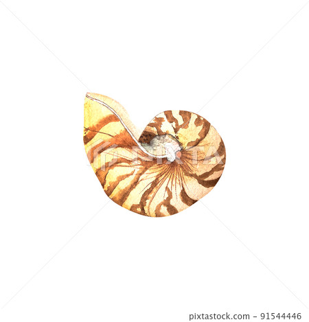 cute shell sea watercolori llustration, hand drawn, isolated. 91544446