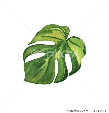 monstera leaf tropical, green, watercolor monstera leaf tropical, green, watercolor 91544461