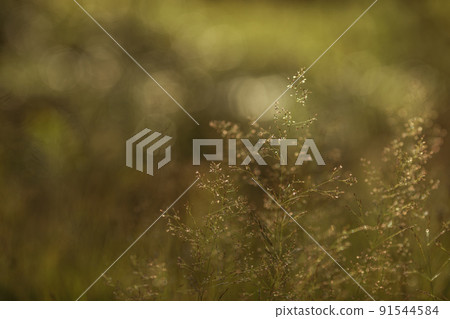 Green grass in a forest at sunset. Macro image, shallow depth of field. Blurred summer nature background. Green grass in a forest at sunset. Macro image, shallow depth of field. Blurred summer nature background. 91544584