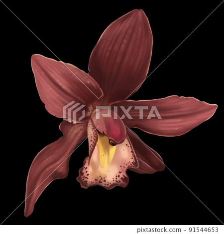 Watercolor orchid cymbidium. A red flower on a black background. Realistic illustration. 91544653