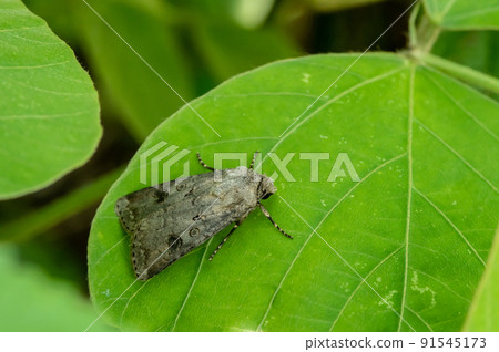 Turnip moth (Turnip moth) Turnip moth (Turnip moth) 91545173
