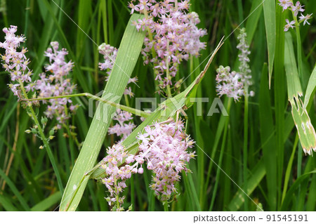 Grasshopper riding on a flower of a barnardia japonica 91545191