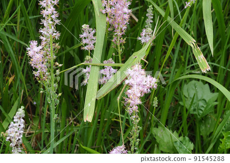 Grasshopper riding on a flower of a barnardia japonica 91545288