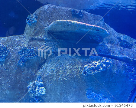 aquarium with fish. underwater marine animals, corals, plants. under water, an ancient, destroyed aircraft, overgrown with mud and microorganisms 91545473
