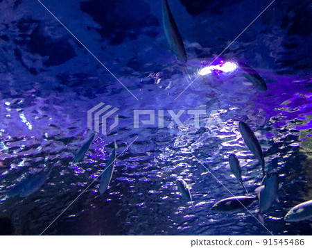 aquarium with fish. underwater marine animals, corals, plants. fish swim on sea waves, underwater world in an artificial place 91545486