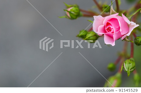 Pink rose Bonica with buds in the garden. Perfect for background of greeting cards Pink rose Bonica with buds in the garden. Perfect for background of greeting cards 91545529