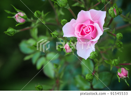 Pink rose Bonica with buds in the garden. Perfect for background of greeting cards 91545533