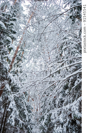 Many thin twigs covered with fluffy white snow. Beautiful winter snowy forest. Vertical image in blue tone 91545541